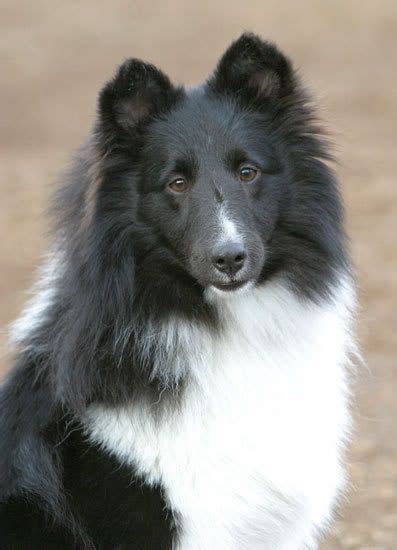 Bi Black Shetland Sheepdog Photo Sheepdog Image Shetland