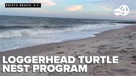 Edisto Beach Loggerhead Turtle Projects Adopt A Nest Program Rings