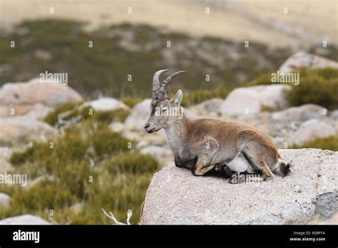 Spanish ibex - mating season Stock Photo - Alamy