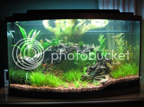 Gallon Bowfront Mostly Asian Themed The Planted Tank Forum