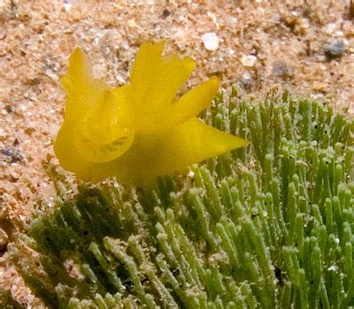 The Sea Slug Forum Thecacera Sp 2