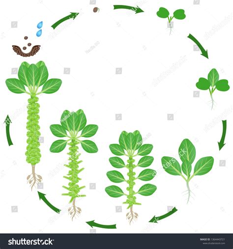 Life Cycle Brussels Sprouts Plant On เวกเตอร์สต็อก ปลอดค่าลิขสิทธิ์