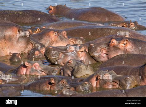 Hippos Tanzania