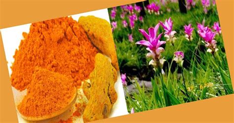 Немного о еде. Простые и вкусные рецепты.: Куркума - варианты использования