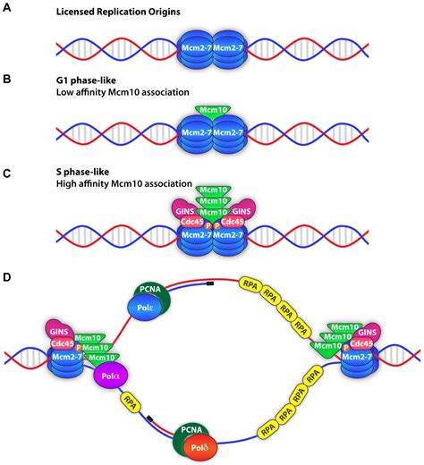 Genes Free Full Text Mcm10 A Dynamic Scaffold At Eukaryotic