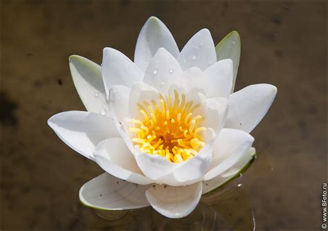 Водяная лилия