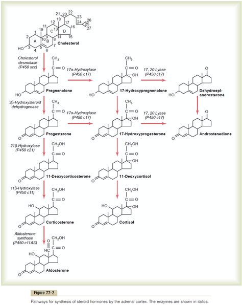 Synthesis And Secretion Of Adrenocortical Hormones