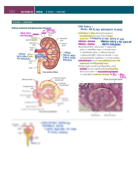 Solution Study Notes For Usmle Step 1 Renal Studypool