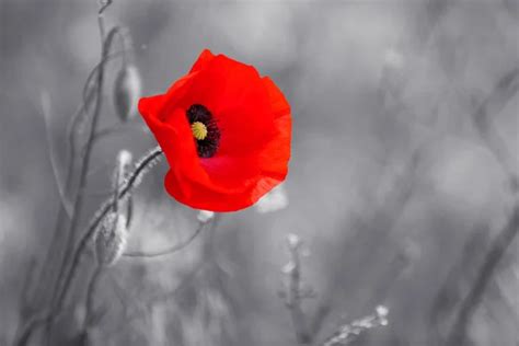 Pictures Of Poppies Remembrance Day - Infoupdate.org