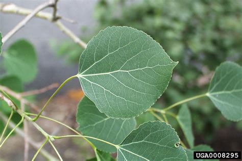 Quaking Aspen Populus Tremuloides