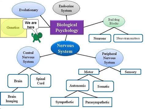 Whs Ap Psychology Unit Biological Psychology Essential