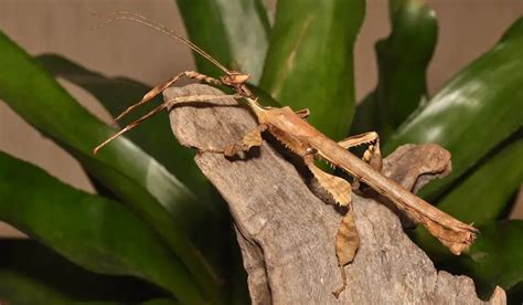 Spiny Leaf Stick Insect The Animal Facts