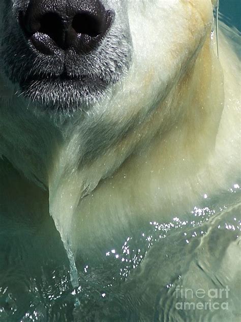 Nose of a Polar Bear Photograph by Stephanie Peters - Pixels