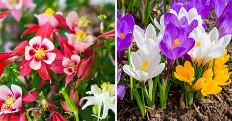 Fiorellini Primaverili Variet Di Fiori Da Giardino Per Un Prato