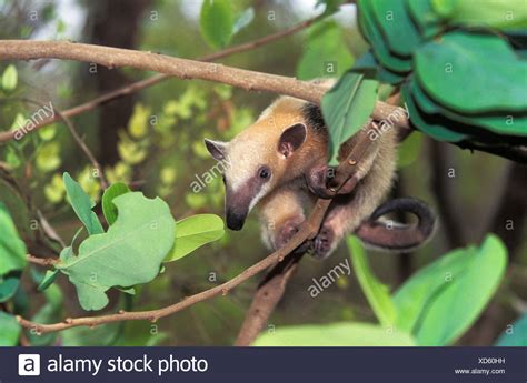 Tamandua Tetradactyla Fotos E Imágenes De Stock Alamy