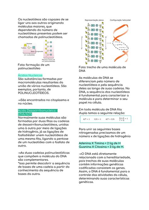 Solution Resumo Cidos Nucleicos Studypool