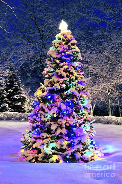 Real Christmas Tree In Snow