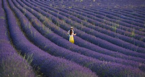 Gu A Completa Para Una Escapada A Los Campos De Lavanda En Brihuega