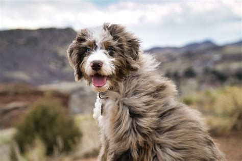 Aussiedoodle Colors - PTK Ranch