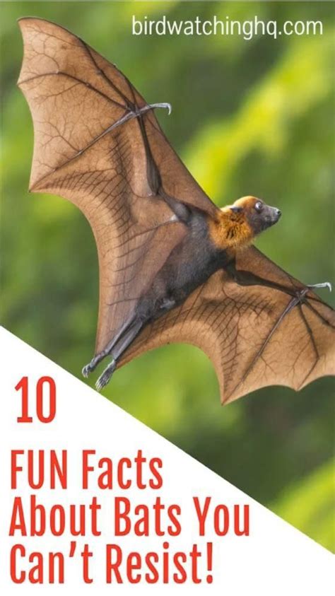 Fun Facts About Bats You Can T Resist Video Video Fun