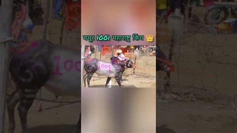 नाद एकच बैलगाडा शर्यत 🐂👑🔥 महाराष्ट्र किंग मथूर 1001 Bailgadasharyat