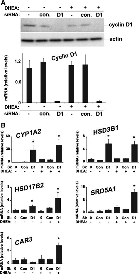 Cyclin D1 Regulates Sex Steroid Converting Enzymes In Huh7 Cells Cells