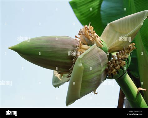 Musa Basjoo Banana Tree Hi Res Stock Photography And Images Alamy