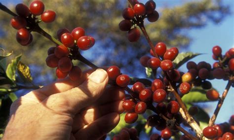 Tanzanian coffee: Exploring its unique flavours and history