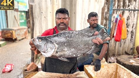 Kasimedu Speed Selvam Sea Boss Koduva Cutting In Kasimedu Fish