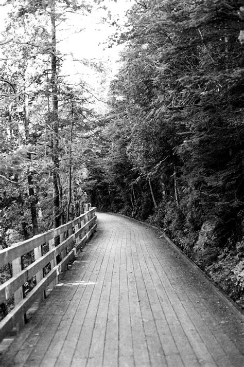 Woods Path Black And White