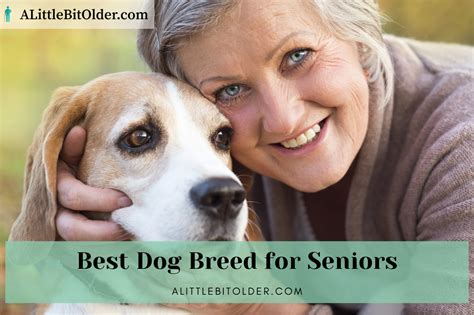 Best Dog Breed for Seniors | alittlebitolder.com