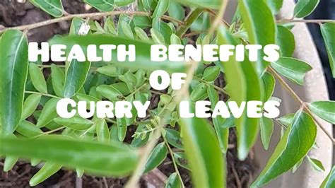 Health Benefits Of Curry Leaves 🍃 Murraya Koenigii Youtube