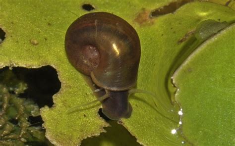 Planorbarius corneus - Моллюски Беларуси (Mollusca of Belarus)