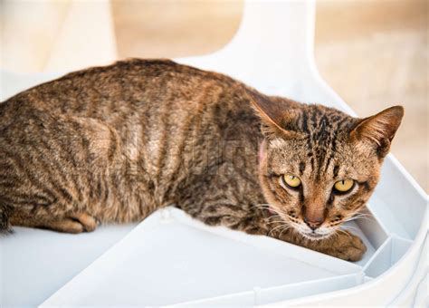 Brown stripes cat relax and looking to camera | Stock image | Colourbox