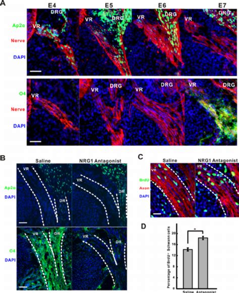 NRG1 Signaling Is Required For Schwann Cell Differentiation But Not