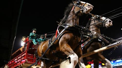 Budweiser Super Bowl commercial: Inside the return of the Clydesdales after year away | Sporting ...