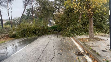 Un Albero Crolla In Strada Della Bonifica Chiusa Al Traffico E Il