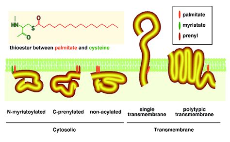 The Major Groups Of Palmitoylation Substrates Download Scientific