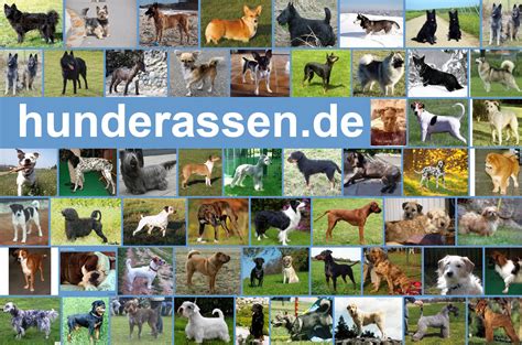 Hunderassen Von A Bis Z Mit Bild Inkl Vereinsnachweis