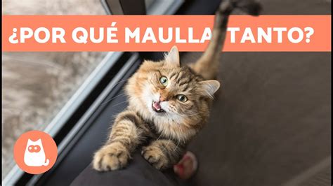 Cómo controlar el maullido excesivo de tu gato causas y soluciones