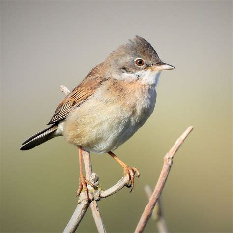 common whitethroat