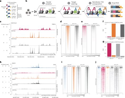 Nanobody Tethered Transposition Enables Multifactorial Chromatin