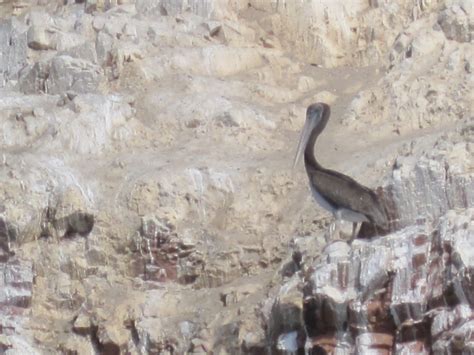 Our Year In Peru Islas Ballestas