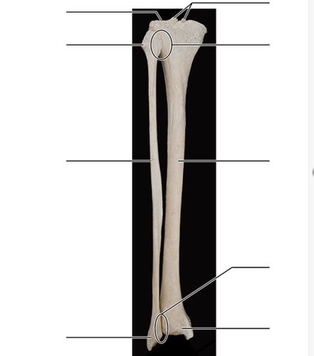 Practical 2 Skeletal System Completed Flashcards Quizlet