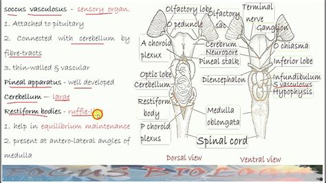 Brain Comparative 3 English - YouTube