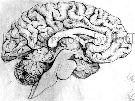 Human Brain Pencil Drawing Bestpencildrawing