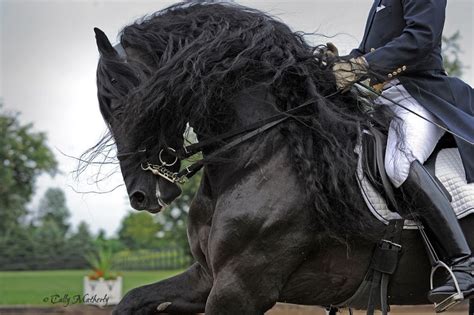 Dressage Friesian Stunning Mintse 384 Horses Friesian Horse