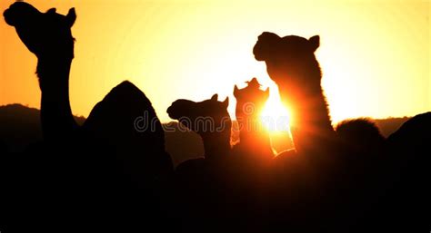 Camel Silhouette on Sunset in Rajasthan Stock Image - Image of dunes ...