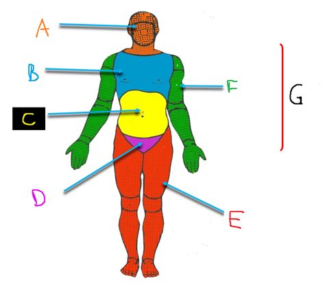 Body Regions Diagram Quizlet