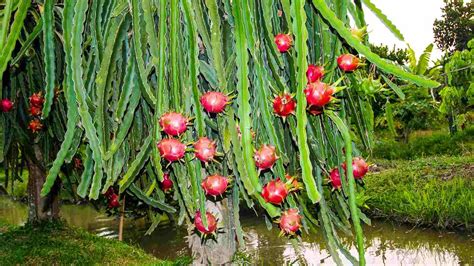 Descubra como plantar pitaya no chão